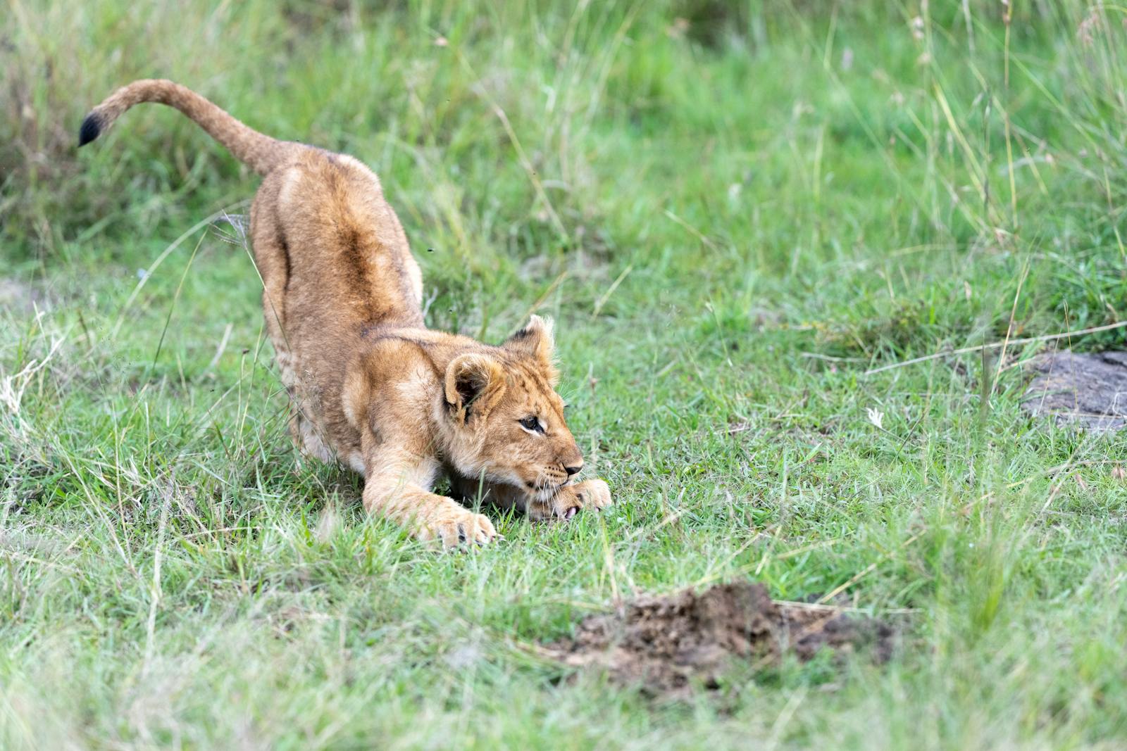 Adorable lion cub playing in the grassy terrain of Maasai Mara, Kenya.