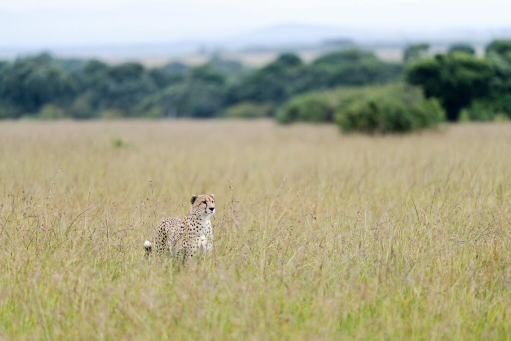 A solitary cheetah prowls the expansive grasslands of the Kenyan savanna.