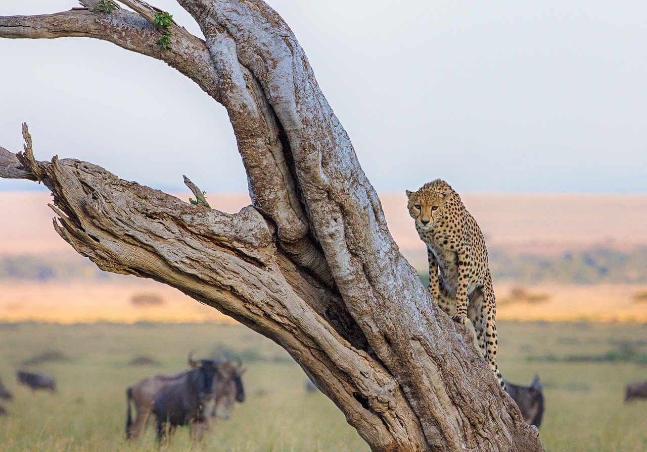 cheetah, animal, nature, mammal, big cat, wild animal, wildlife, predator, masai, mara, masai mara, africa
