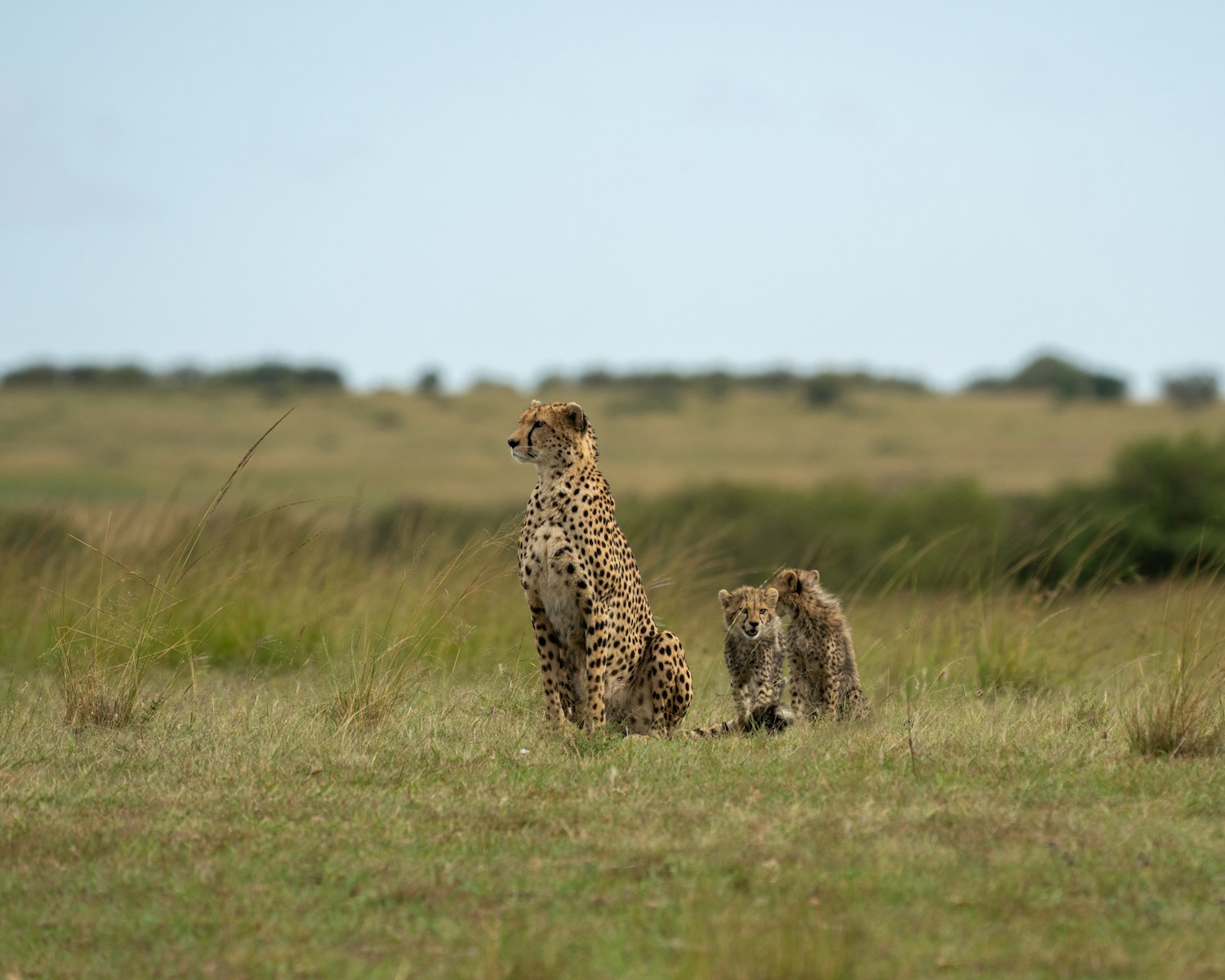 a couple of cheetah standing on top of a grass covered field